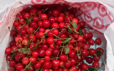 Delicious cherries are ripe!