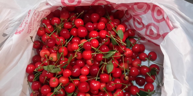 Delicious cherries are ripe!